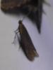 Bryotropha sp.
